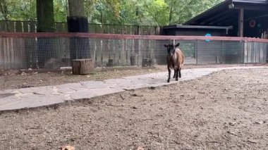 Bir keçi, ağaçlar ve çitlerle çevrili bir hayvanat bahçesinde taş patika boyunca özgürce dolaşır. Ziyaretçiler hayvanları doğal ortamlarında izlemekten zevk alabilirler..