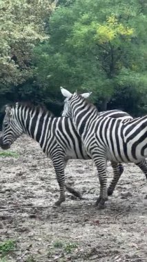 İki zebra hayvanat bahçesinde habitatlarını keşfederken tuhaf bir etkileşime girerler. Gözlemciler, yemyeşil yemyeşil ile çevrili canlı sonbahar ortamında huzurlu bir günün tadını çıkarıyorlar..