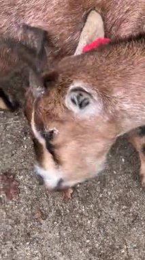 Hayvanat bahçesi, yere yakın otlayan bir keçi gibi ilgi çekici bir deneyim sunuyor. Ziyaretçiler hayvanların davranışlarını ve beslenme alışkanlıklarını yakından gözlemleyebilirler..