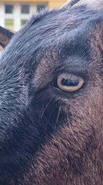 Canlı bir hayvanat bahçesi ortamında bir keçinin göz kamaştırıcı görüntüsüyle karşılaşmak. Bu yakın çekim keçi kürkü ve derisinin karmaşık özelliklerini ve eşsiz dokusunu gözler önüne seriyor..