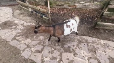 Meraklı bir keçi hayvanat bahçesinin etrafını sarar ve çevresiyle etkileşime girer. Ziyaretçiler, otlamasını ve yakınlardaki toprağı keşfetmesini izliyor ve neşeli doğasını sergiliyor..