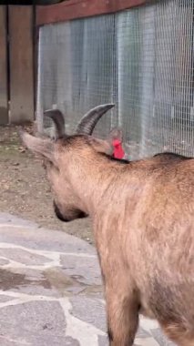 Hayvanat bahçesindeki bir keçinin neşeli davranışlarını izle. Bu video, hayvanların çevresiyle olan etkileşimlerini yakalar, benzersiz kişiliğini ve çekiciliğini gösterir..