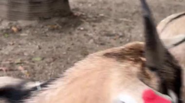 Hayvanat bahçesini ziyaret edin ve neşeli hayvanları yakından görün. Çevreleriyle etkileşim kurmalarını ve doğal davranışlarını canlı bir atmosferde sergilemelerini izleyin..