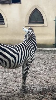 Bir zebra zarif bir şekilde etrafını sarmış güneşli günün tadını çıkarırken etrafına bakıyor. Arkaplanda, sakin atmosfere eklenen basit bir bina var..