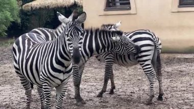 Zebralar hayvanat bahçesindeki çevrelerinde oynarken ve sosyalleşirken görülebilir. Canlı hayvanlar birbirleriyle etkileşime geçerek doğal ortamdaki eşsiz davranışlarını sergilerler..