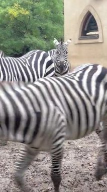 Zebraların zarifçe çevrelerinde hareket edişini izleyin, yemyeşil bir ortamda çarpıcı siyah beyaz çizgilerini sergiliyorlar..