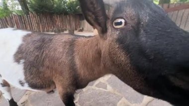 Hayvanat bahçesinde hareketli bir gün, hayvanlar kendi çevreleriyle etkileşime geçerken başlıyor. Ziyaretçiler bu yaratıkların büyüleyici davranışlarını ve özelliklerini gözlemlemekten hoşlanırlar..