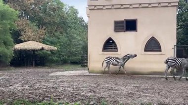 Zebralar etraflarında özgürce dolaşır, çamur ve çimenleri keşfederken bulutlu bir gökyüzünün altında bir barınak bulunur. Sakin atmosfer onların doğal davranışlarını ön plana çıkarıyor..