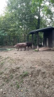 Ziyaretçiler öğleden sonra hayvanat bahçesinde çeşitli hayvanların çevrelerinde dolaşmasını izleyebilirler. Hayvanlar çevrelerini aktif olarak keşfediyor ve etkileşime geçiyorlar..