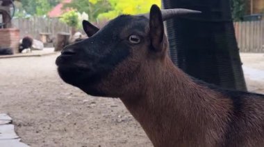 Hayvanat bahçesindeki hayvanların büyüleyici davranışlarına tanık olun. Bu deneyim, onların günlük aktivitelerini ve etkileşimlerini vurgulayan, doğal bir ortamda yaşayan çeşitli canlıları gösteriyor..