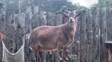 Hayvanat bahçesindeki dağ keçilerini izleyin. Bu şakacı hayvanlar, büyüleyici davranışlarıyla ziyaretçileri cezbederken çeviklikleriyle yaşam alanlarında gezinirler..