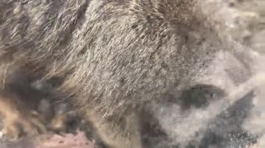 Yerel hayvanat bahçesindeki meraklı hayvanların çevreleriyle etkileşimlerini izleyin. Onların neşeli doğası ve davranışları gün boyunca ziyaretçileri cezbeder..