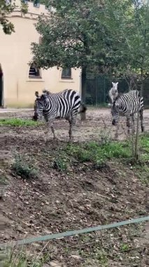 Zebralar hayvanat bahçesinde zarifçe dolaşırken güzel bir anın tadını çıkarın. Çarpıcı çizgileri yemyeşil, gösterişli güzellikleri karşısında göze çarpar..