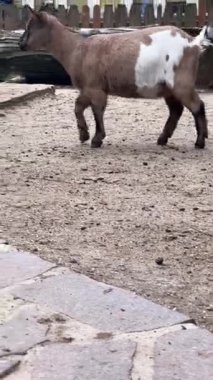 Meraklı bir keçi etrafını sarar ve çevreyle etkileşime girer. Ziyaretçiler, bu canlı hayvanat bahçesi ortamındaki eğlenceli davranışlarını ve benzersiz şablonlarını gözlemlemeyi seviyorlar..