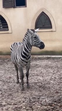 Bir zebra, yumuşak ve çamurlu bir zemin ile çevrili bir hayvanat bahçesinde geniş bir muhafaza içinde duruyor. Hayvan zarif bir şekilde hareket eder ve ziyaretçiler için çarpıcı siyah beyaz çizgilerini gösterir..
