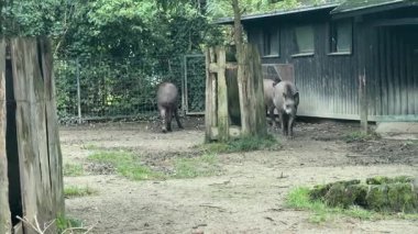 Yerel bir hayvanat bahçesinde yabandomuzlarının yaşam alanlarını keşfettiklerini gözlemleyin. Birbirleriyle ve bu huzurlu ortamda çevreleriyle etkileşime girerken doğal davranışlarını izleyin..