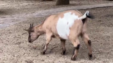 Bir keçi hayvanat bahçesinin etrafını dolaşır ve merakla etrafını keşfeder. Sıcak güneş, kumlu zeminde hareket ederken ceketinin üzerinde parlar ve çevreyle iç içe geçer..