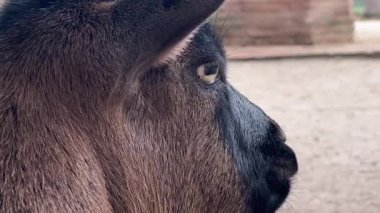 Bir keçi sakin bir şekilde hayvanat bahçesinde duruyor, eşsiz özelliklerini ve kürk dokusunu sergiliyor. Bu büyüleyici hayvanı gün ortasında gözlemlemenin tadını çıkarın..