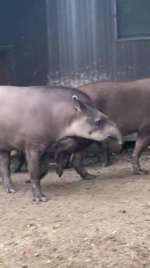 Tapirlerin yerel hayvanat bahçesinde dolaşmalarını yakından izleyin. Bu büyüleyici hayvanlar doğal davranışlar sergiliyor ve canlı bir öğleden sonra ziyareti sırasında kendilerine özgü özelliklerini sergiliyorlar..