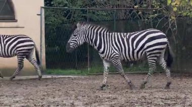 Zebralar güneşli bir öğleden sonra güneşli bir hayvanat bahçesinde kaplamalarında zarif bir şekilde hareket eder. Açık alanın tadını çıkarırken çarpıcı siyah beyaz çizgilerini sergilerler..