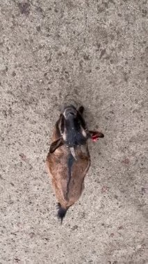 Yerel bir hayvanat bahçesindeki ziyaretçiler, keçilerin doğal ortamlarında etkileşimini izlemeyi severler. Bu canlı hayvanlar otladıkları ve çevrelerini keşfederken neşeli doğalarını sergiliyorlar..