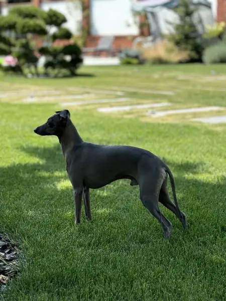 Zarif İtalyan Greyhound Sunny Garden 'da Green Grass' te duruyor. Yaz Işığında Parlak Köpek Profili. Özel Çimenlikteki Safkan Evcil Hayvan.