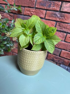 Tuğla Duvara Karşı Mavi Masa 'da Yeşil Ortanca Bitkisi, Taze Yaprakların Yakın Çekimi ve Doğal Işıklı Minimalist Ev Bahçesi Tasarımı, Şehir Bahçesi Sahnesi