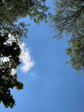 Ağaç dalları arasından Temiz Mavi Gök 'e bakıyorum. Yeşil Yapraklar ve Yumuşak Bulutlu Huzurlu Yaz Ormanı Sahnesi, Doğa Arkaplanı, Huzur Rahatlaması ve Farkındalık Atmosferi