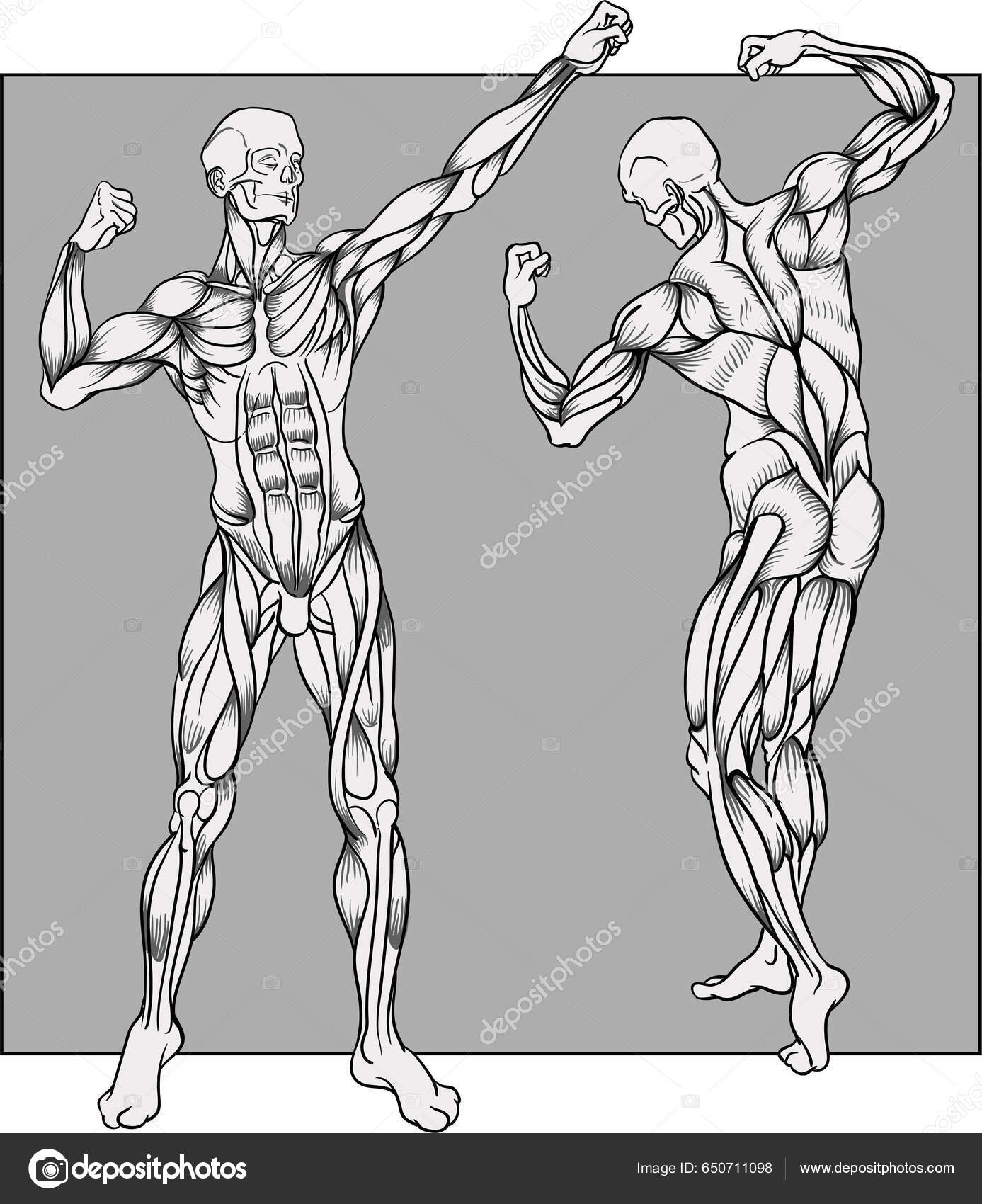 Muscles Human Body Bodybuilder Poses Front Back View Stock Illustration by ©owljeans 650711098