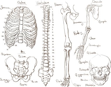 İnsan vücudu anatomisi, elle çizilmiş kemikler.