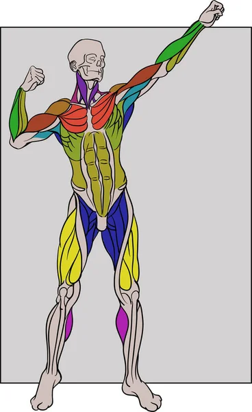 Corpo Umano Con Muscoli Colorati Disegno Vista Frontale — Vettoriale Stock