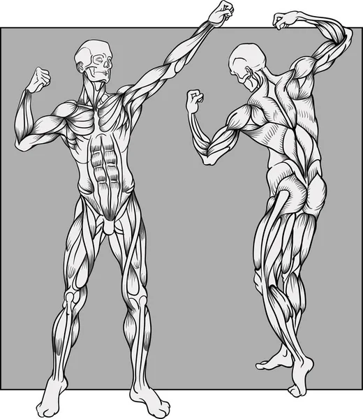 Muscles Corps Humain Bodybuilder Pose Vue Avant Arrière — Image vectorielle