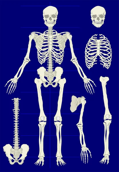 Anatomia Ludzkiego Szkieletu Widok Przodu Rysunek — Wektor stockowy