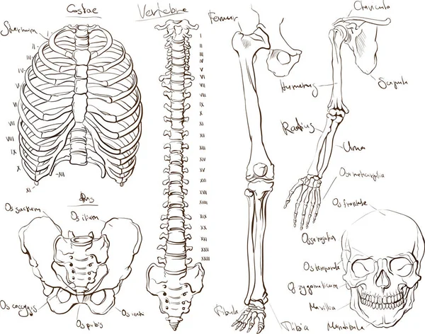 Anatomia Ludzkiego Ciała Ręcznie Pobierane Kości — Wektor stockowy