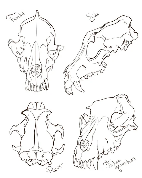 stock vector Set of pictures of fox skull, view from different sides