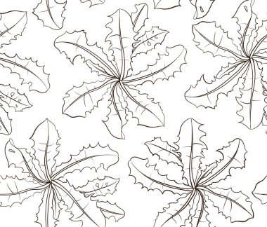 Karahindiba yaprakları kalem içinde kusursuz bir desen olarak çizilir.