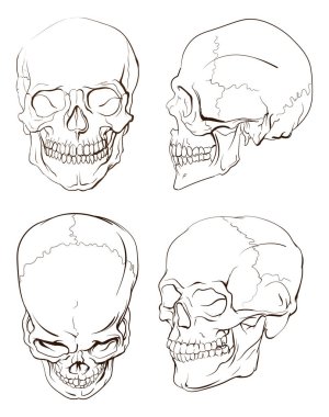 İnsan kafatası, anatomik çizimler, farklı açılar. İnsan kafatası resimleri, farklı projeksiyonlardan çizimler - ön, yan, üst görünüm.