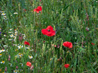 Yazın tarlada kırmızı gelincikler