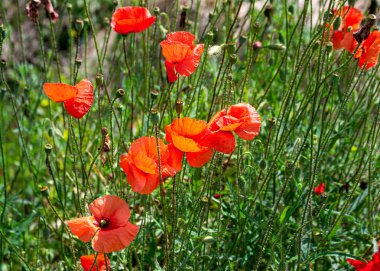 Yazın tarlada kırmızı gelincikler