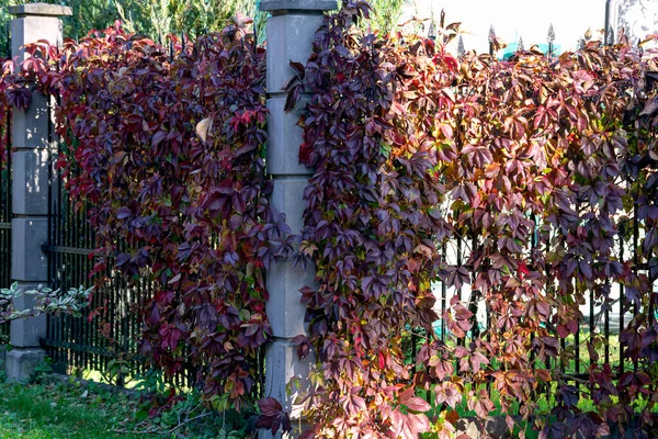 Wilde Druiven Een Pijnboomstam Herfst — Stockfoto