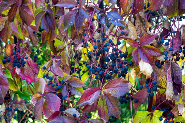 Wild Grapes Pine Trunk Autumn — Stock Photo, Image