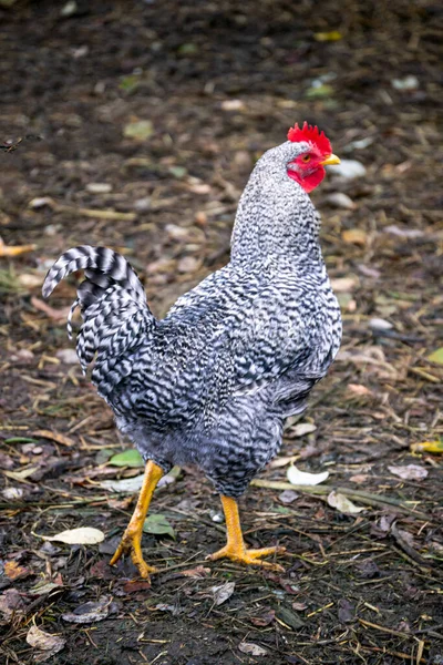 Gray White Motley Chicken Walks Farm Village — Stock Photo, Image