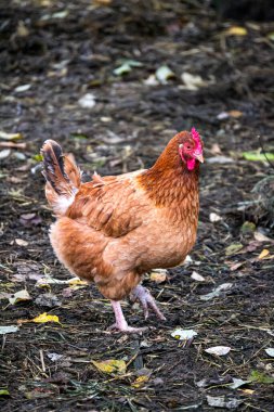 Güzel kahverengi bir tavuk köyde çiftliğin etrafında yürüyor.