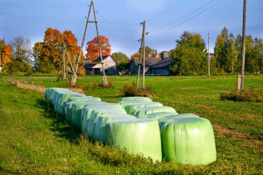 Kışın inekleri beslemek için taze otla bezenmiş çim topları