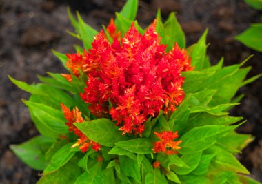 Çiçek bahçesindeki güzel kırmızı selezya çiçekleri.