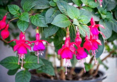 Fuchsia flowers hanging from the branches of crimson lilac flowers in the city park