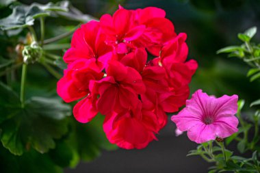 Bright red geranium flower in a flower pot