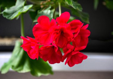 Bright red geranium flower in a flower pot