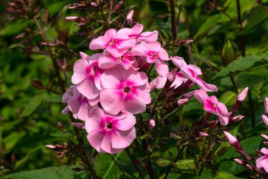 Inflorescences of pink phlox close-up on a sunny summer day
