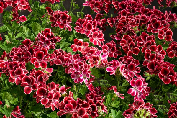 Bright red-burgundy flowers of royal geranium in flower pots in a greenhouse